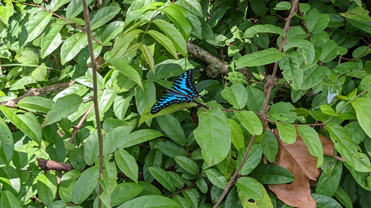 Better date validation in Qualtrics