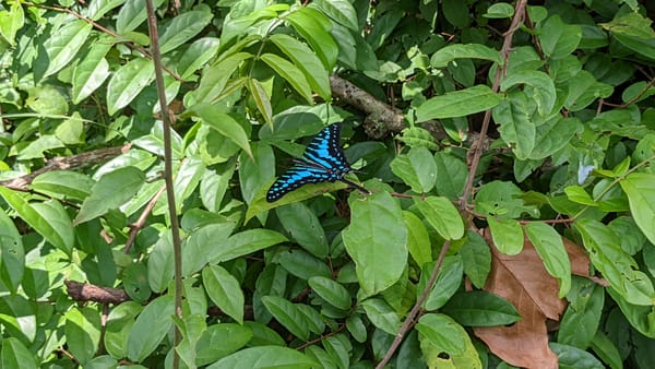 Better date validation in Qualtrics